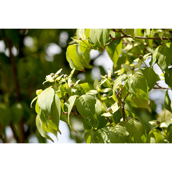 Cornus kousa 'China Girl'