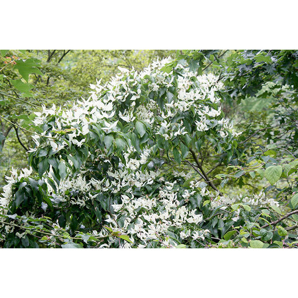 Cornus kousa 'China Girl'