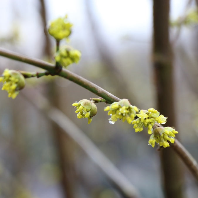Cornus mas