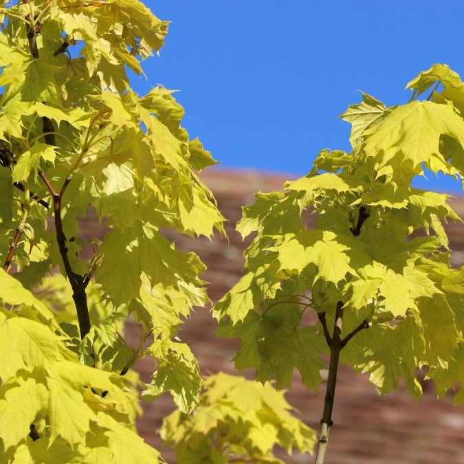 Acer platanoides 'Princeton Gold'
