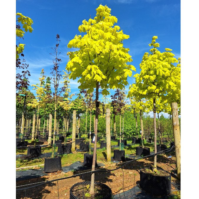 Acer platanoides 'Princeton Gold'