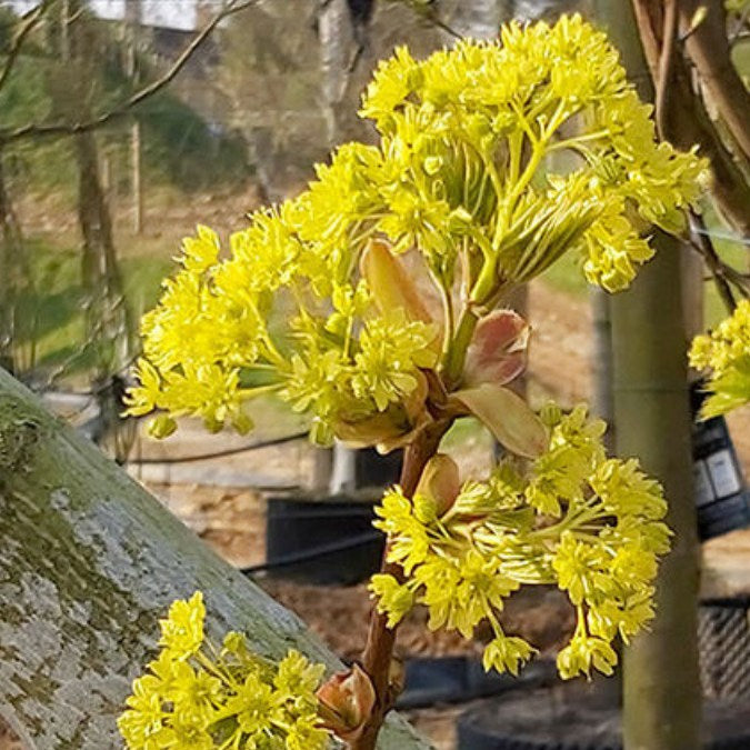 Acer platanoides 'Princeton Gold'