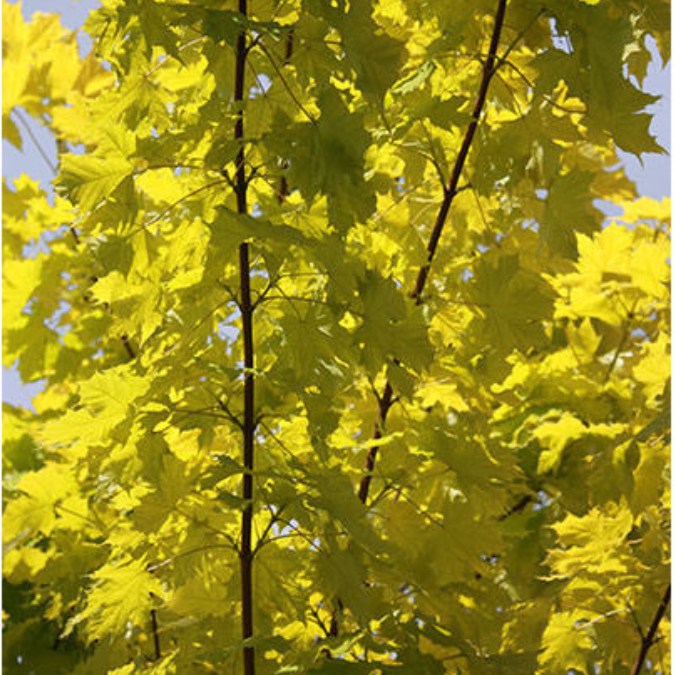 Acer platanoides 'Princeton Gold'