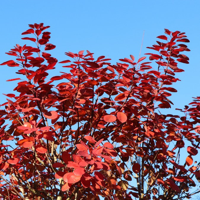 Cotinus coggygria 'Royal Purple'