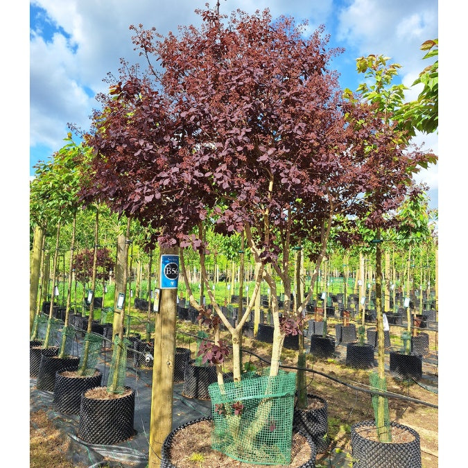 Cotinus coggygria 'Royal Purple'