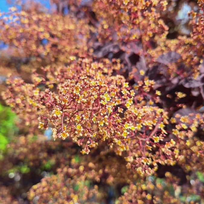 Cotinus coggygria 'Royal Purple'