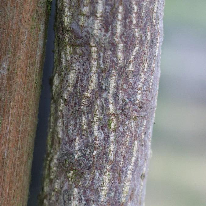 Euonymus alatus 'Compactus'