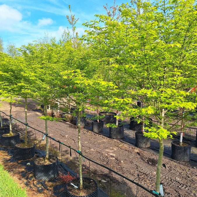 Euonymus alatus 'Compactus'