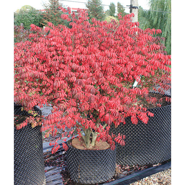 Euonymus alatus 'Compactus'