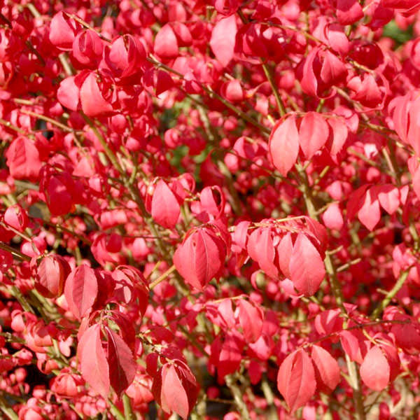 Euonymus alatus 'Compactus'