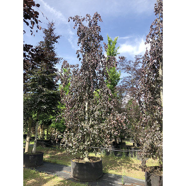 Fagus sylvatica 'Purple Fountain'