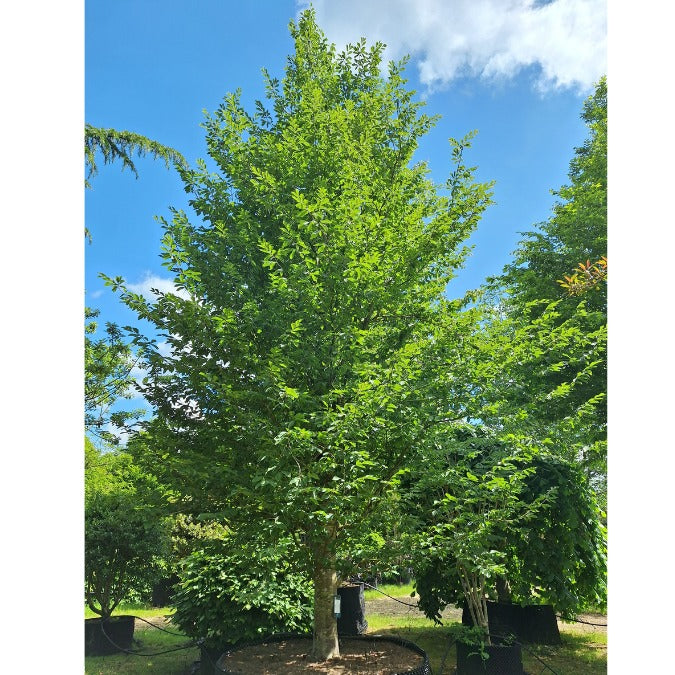 Fagus orientalis