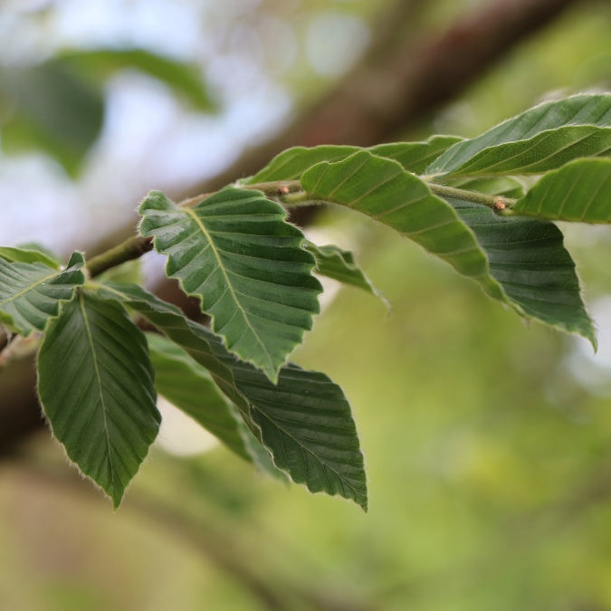 Fagus orientalis