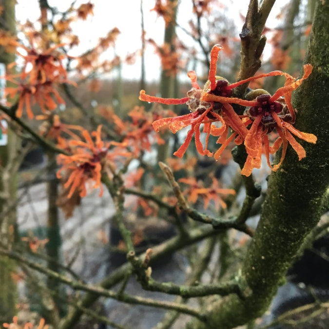 Hamamelis × intermedia 'Jelena'