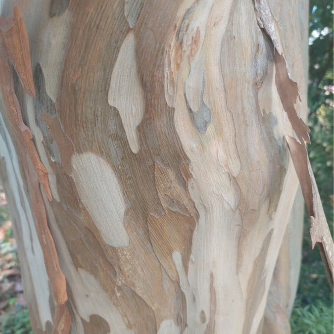 Lagerstroemia indica