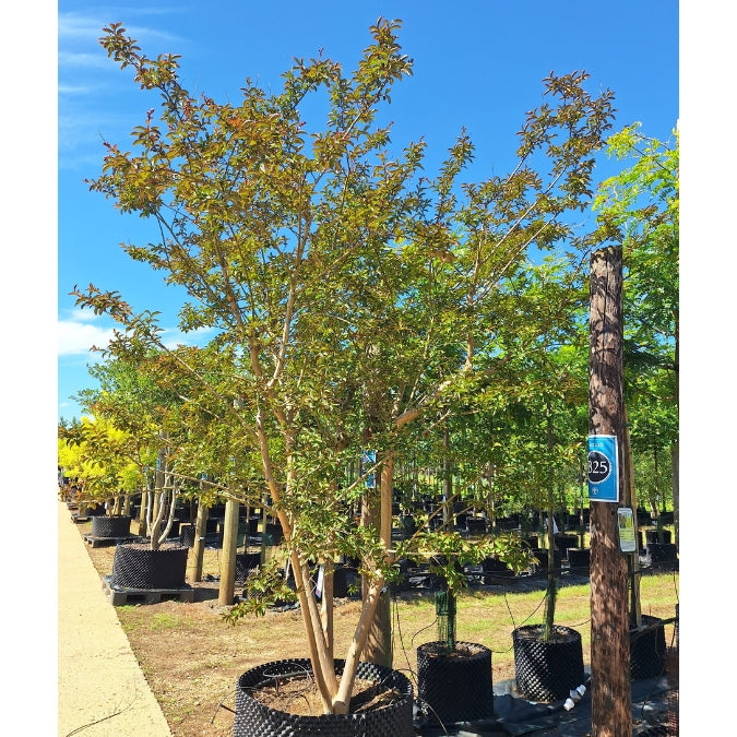 Lagerstroemia indica