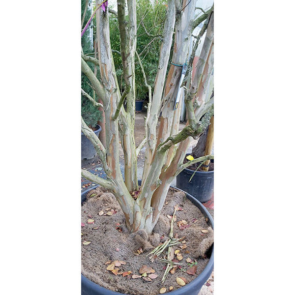 Lagerstroemia indica