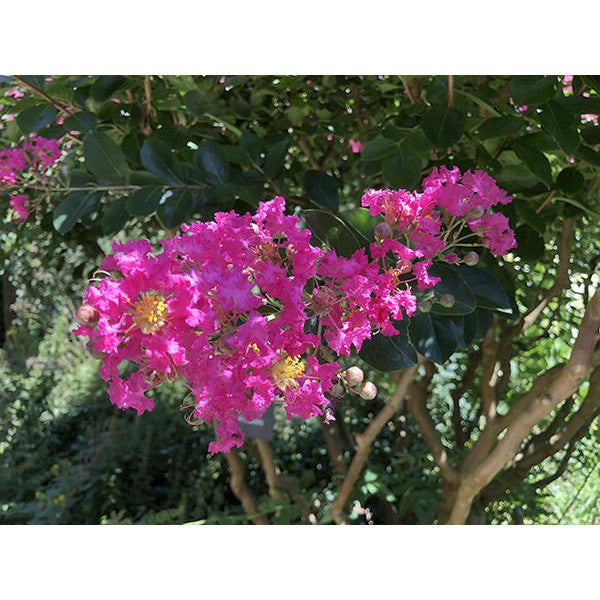 Lagerstroemia indica