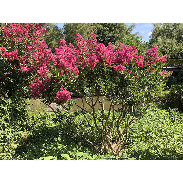 Lagerstroemia indica