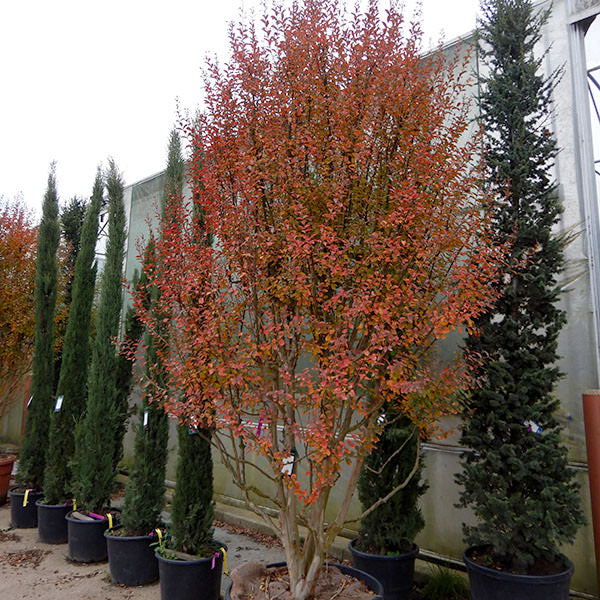Lagerstroemia indica