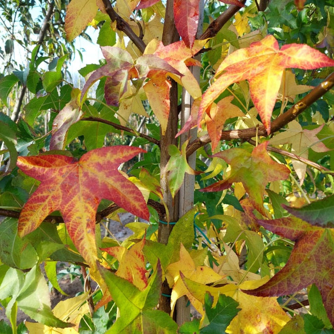 Liquidambar styr. 'Lane Roberts'