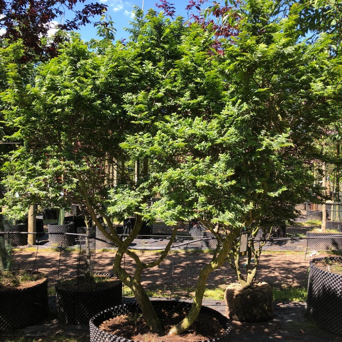 Ulmus x hollandica 'Jacqueline Hillier'