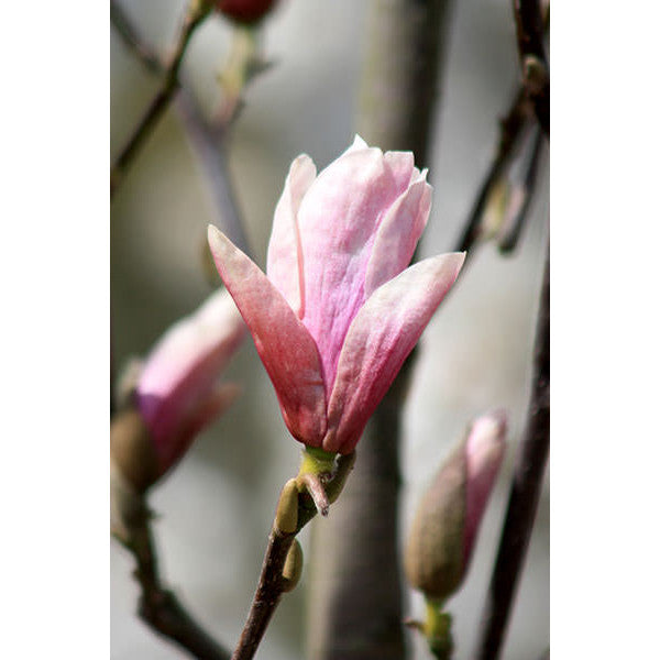 Magnolia 'Heaven Scent'