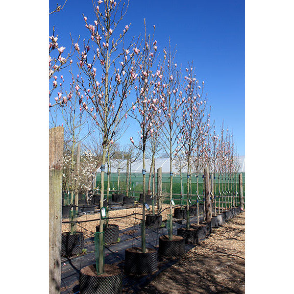 Magnolia 'Heaven Scent'