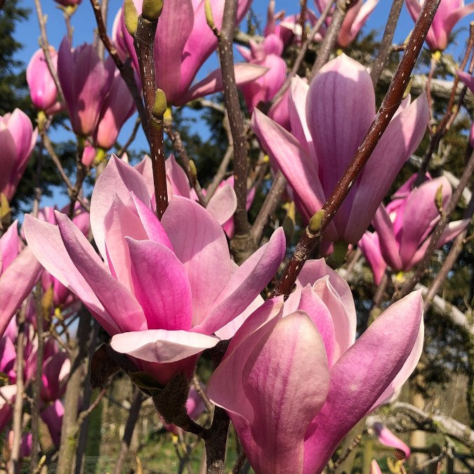 Magnolia 'Heaven Scent'