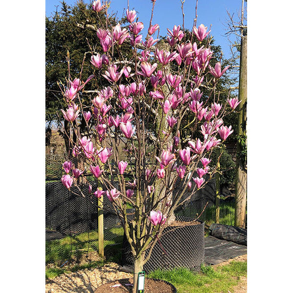 Magnolia 'Heaven Scent'