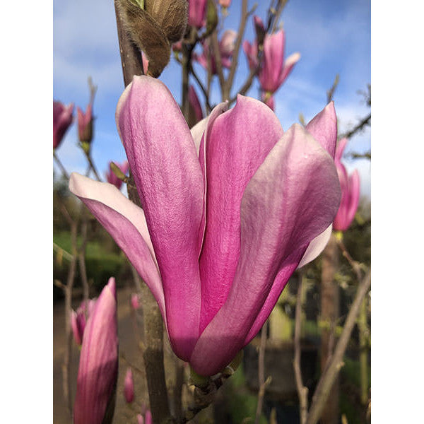 Magnolia 'Heaven Scent'