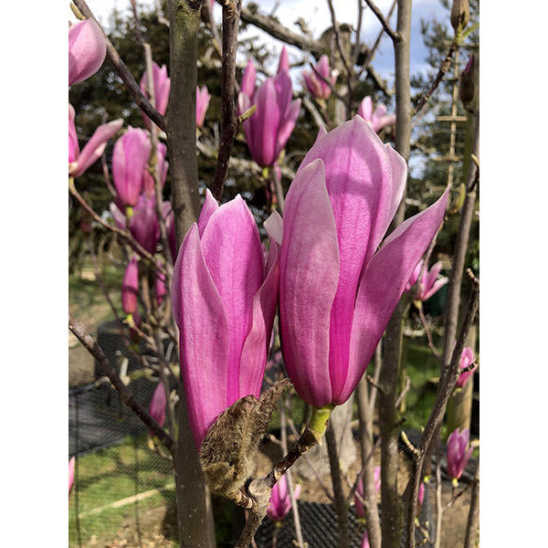 Magnolia 'Heaven Scent'