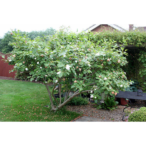 Magnolia sieboldii