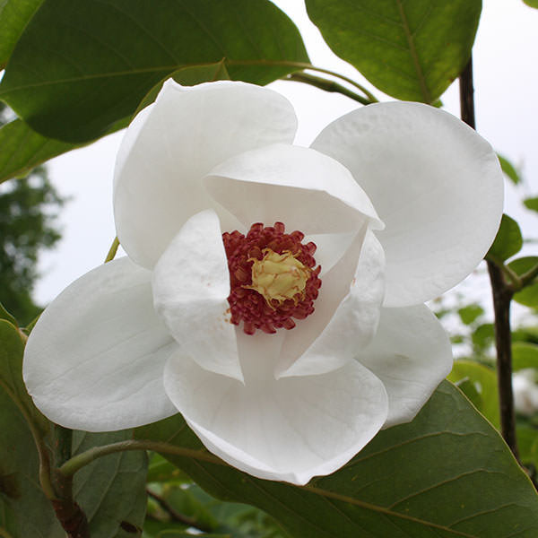 Magnolia sieboldii
