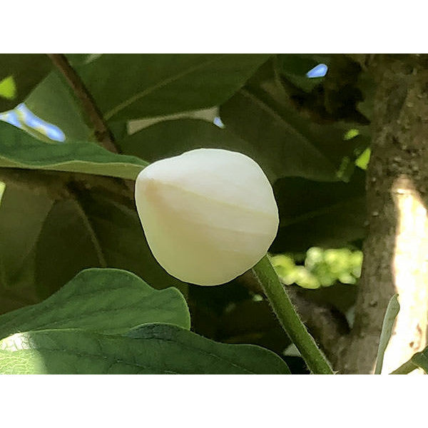 Magnolia sieboldii