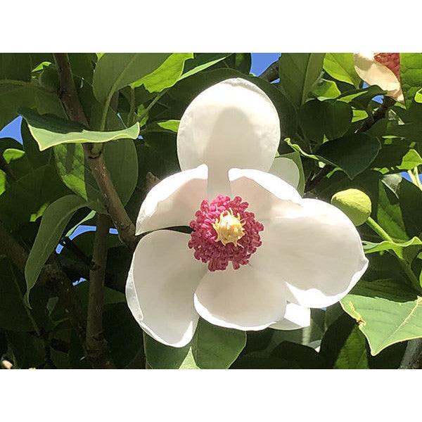 Magnolia sieboldii