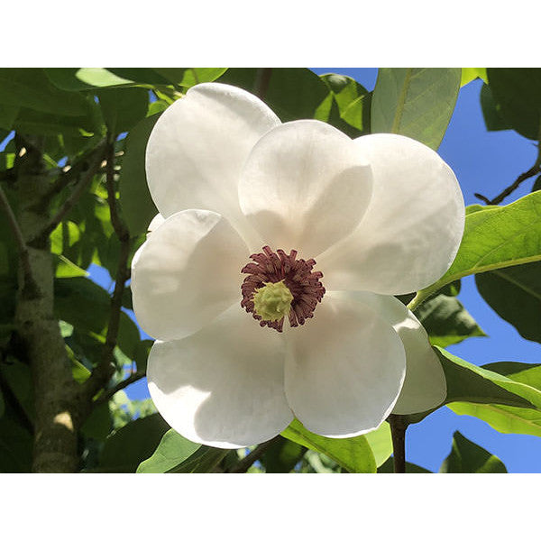 Magnolia sieboldii