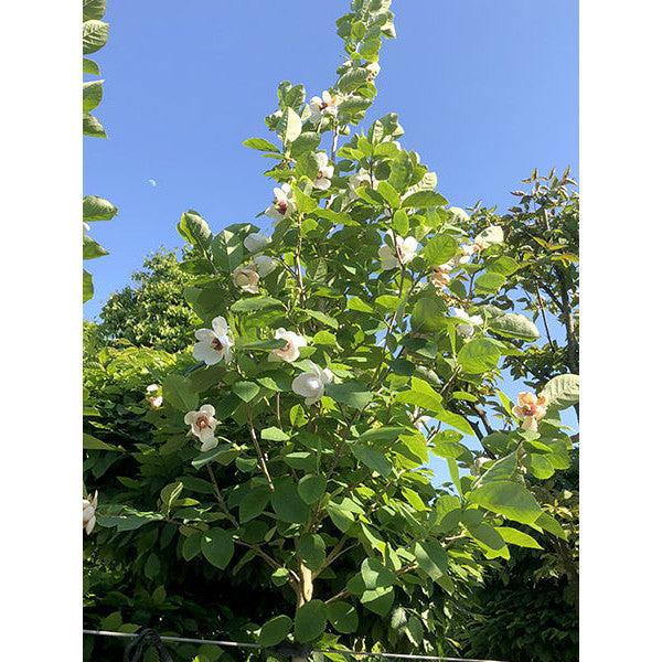 Magnolia sieboldii