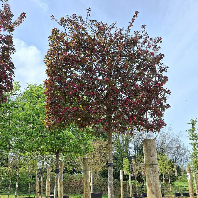 Malus toringo 'Scarlett' (Pleached)