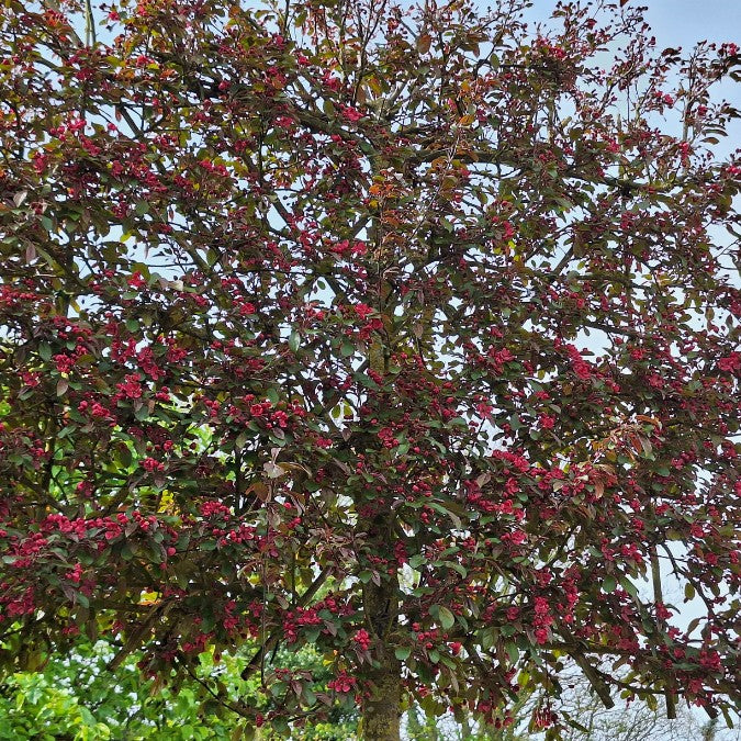 Malus toringo 'Scarlett' (Pleached)