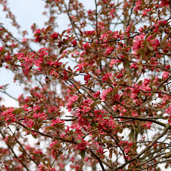 Malus toringo 'Scarlett'