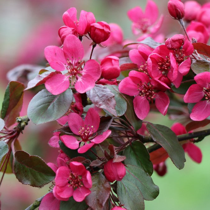 Malus toringo 'Scarlett' (Pleached)