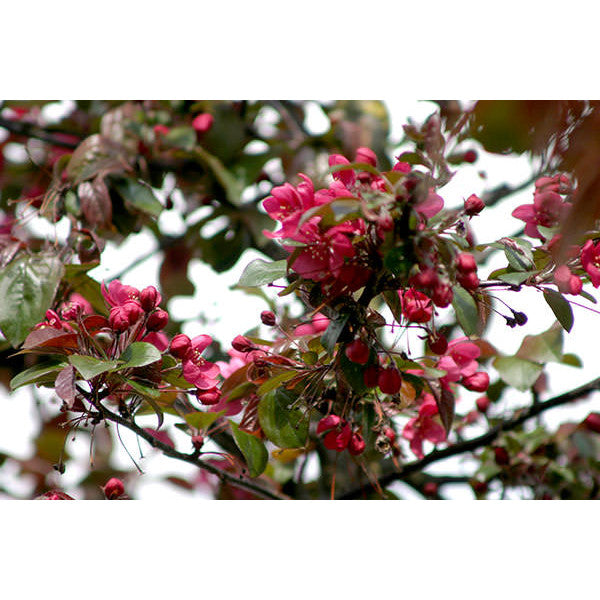Malus toringo 'Scarlett'