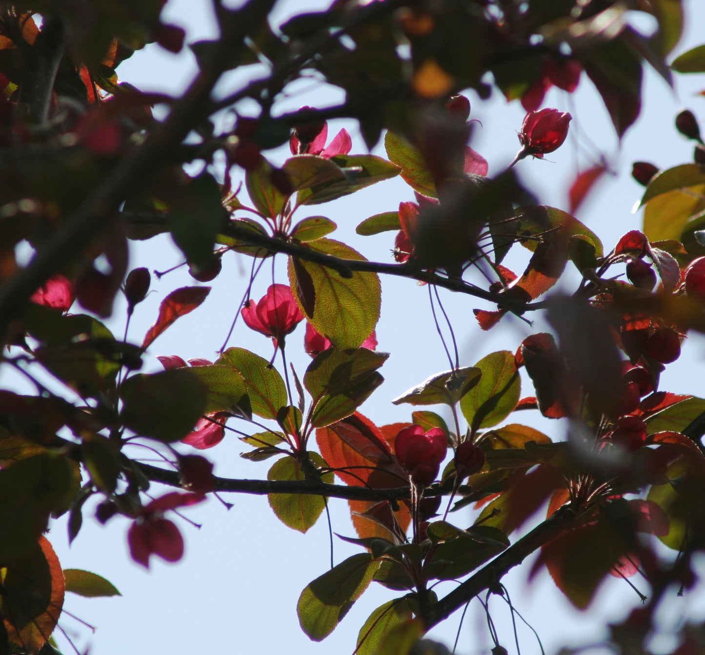 Malus toringo 'Scarlett' (Pleached)