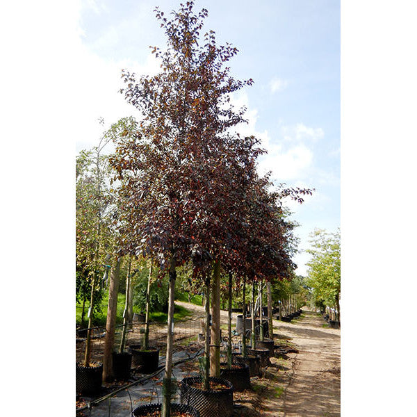 Malus toringo 'Scarlett'