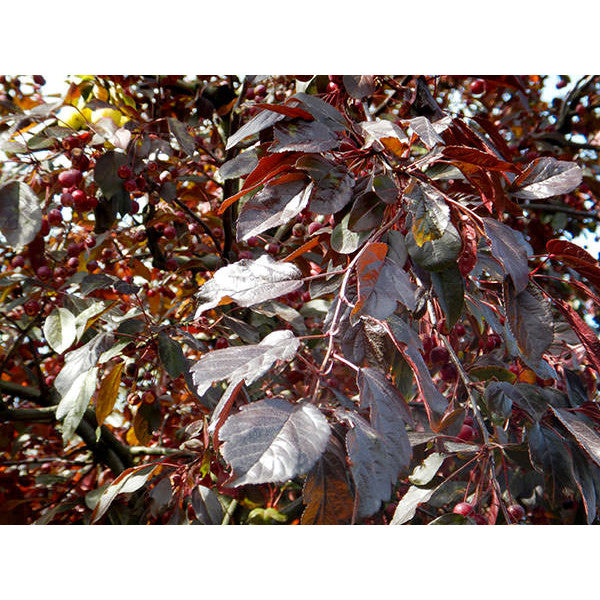 Malus toringo 'Scarlett'