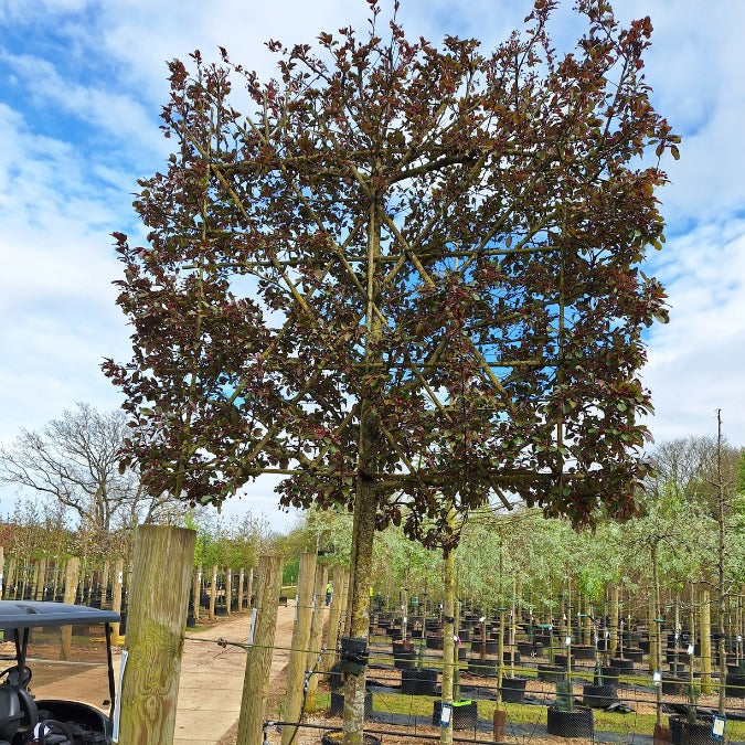 Malus toringo 'Scarlett' (Pleached)