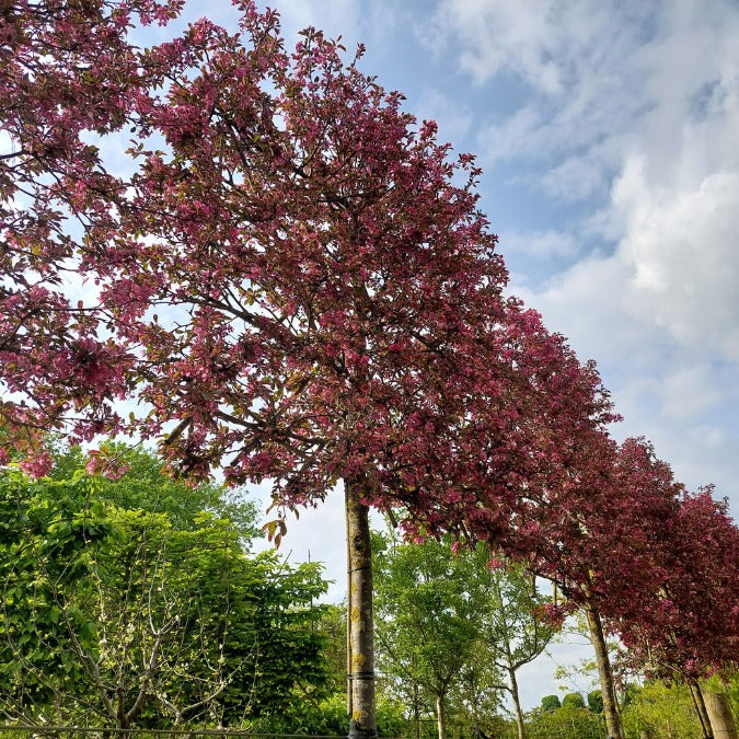 Malus toringo 'Scarlett' (Pleached)