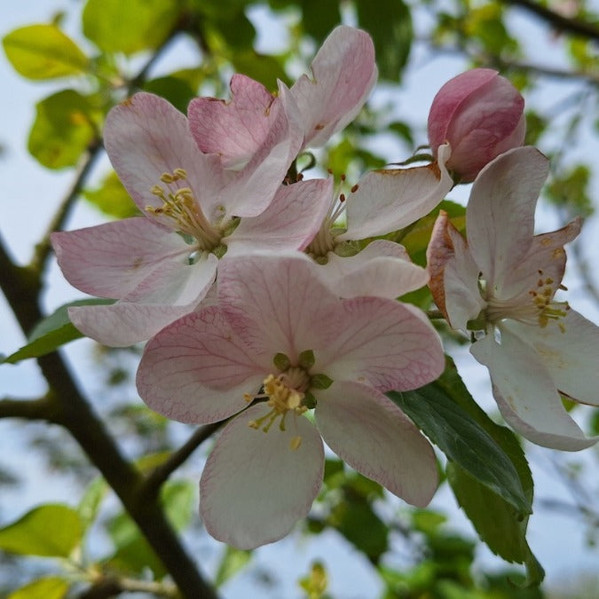 Malus sylvestris