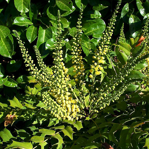 Mahonia x media 'Charity'